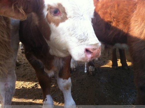 牛口蹄疫怎么治疗