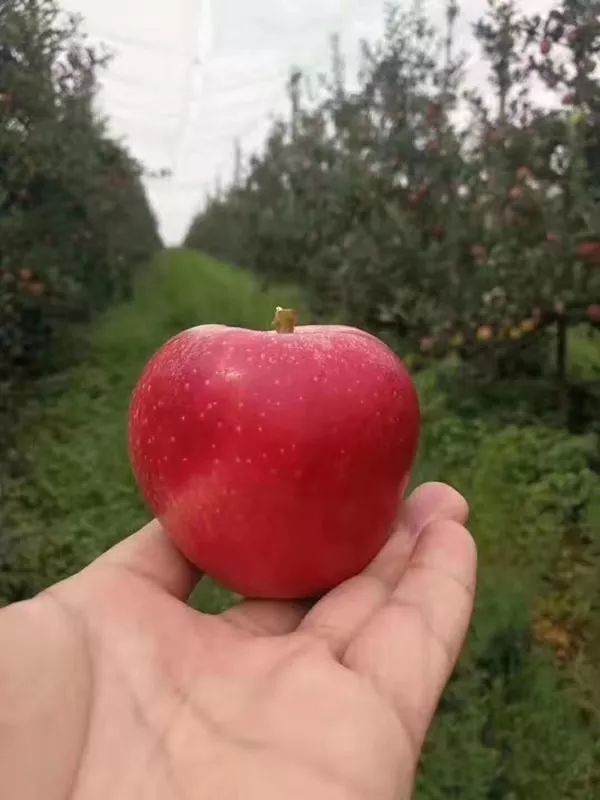 宽广超市采购推荐汁多肉厚的艾芙苹果惊艳上市咬一口满满的幸福感
