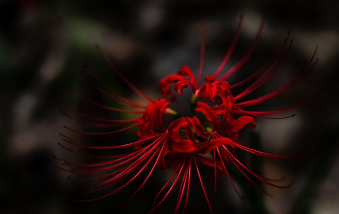 【星连文学社】广西诗人陈熠明:七律新创·彼岸花开