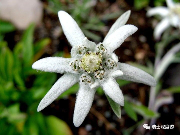 雪一般的瑞士国花