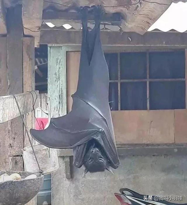 听说这是南方的蝙蝠那北方什么神兽来镇得住他呢