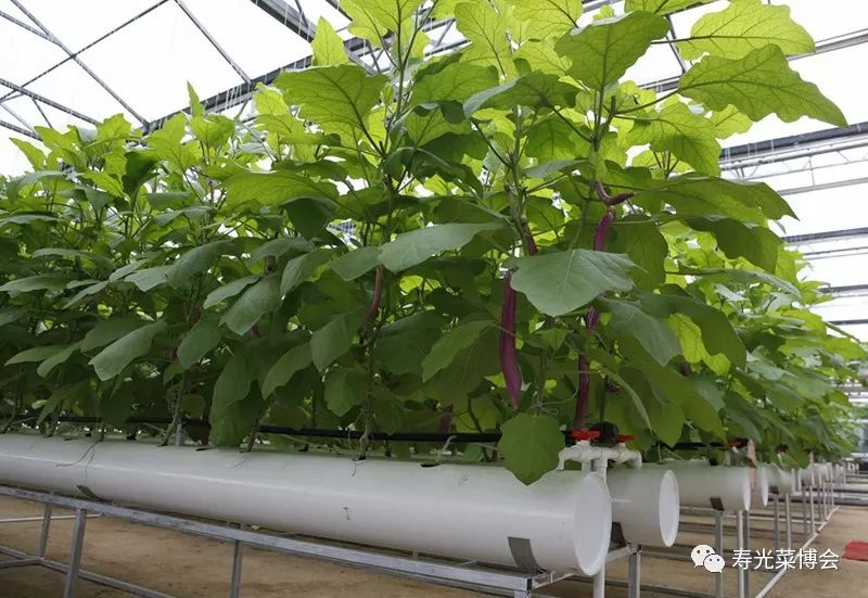 立体管道式,气雾栽培,阳台栽培等模式二十多种,还有西红柿树,辣椒树