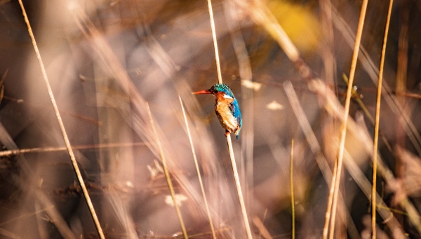 可降糖电饭煲早就有了，不能因为董明珠一句话就否定它！-家电圈官网