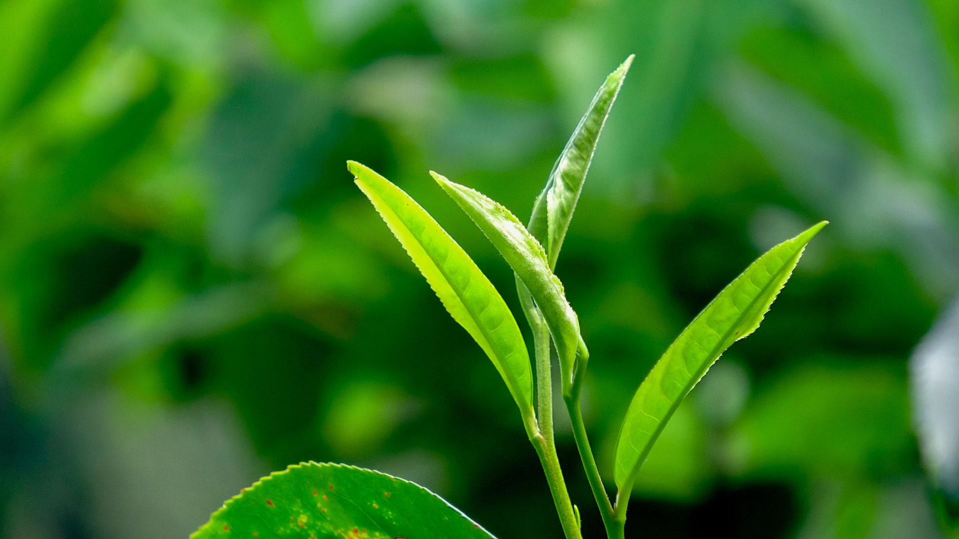 融托优选它是可以喝的古董越陈越香越久越浓