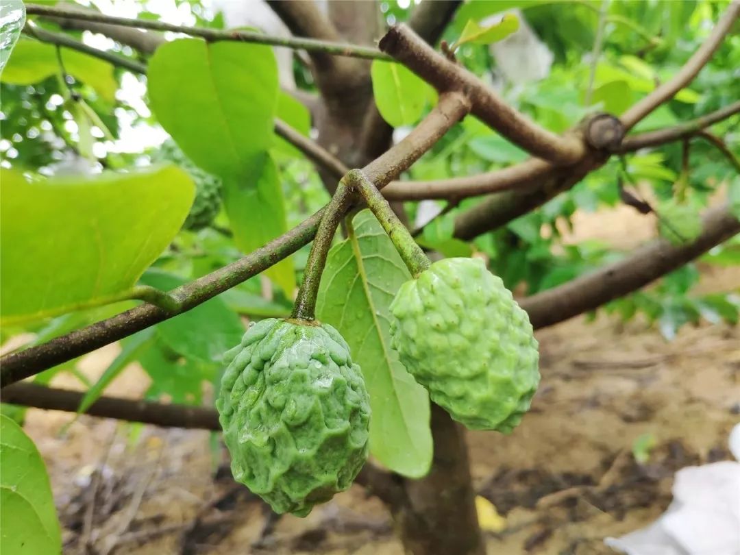 釋迦果種植經驗,2014年前來橫河考察時看中了這裡的土地資源和氣候