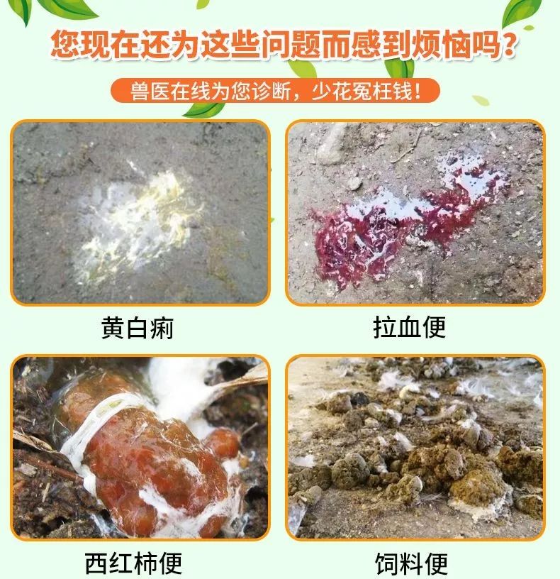 腸炎拉稀病發率增加,蛋殼質量差,產蛋低!急壞養殖戶