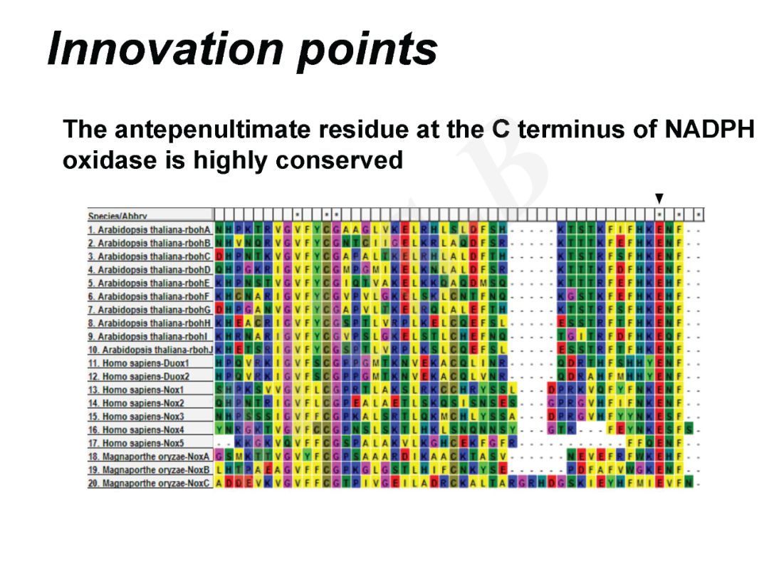 浙江大学梁岩等拟南芥nadph氧化酶rbohd羧基端倒数第三