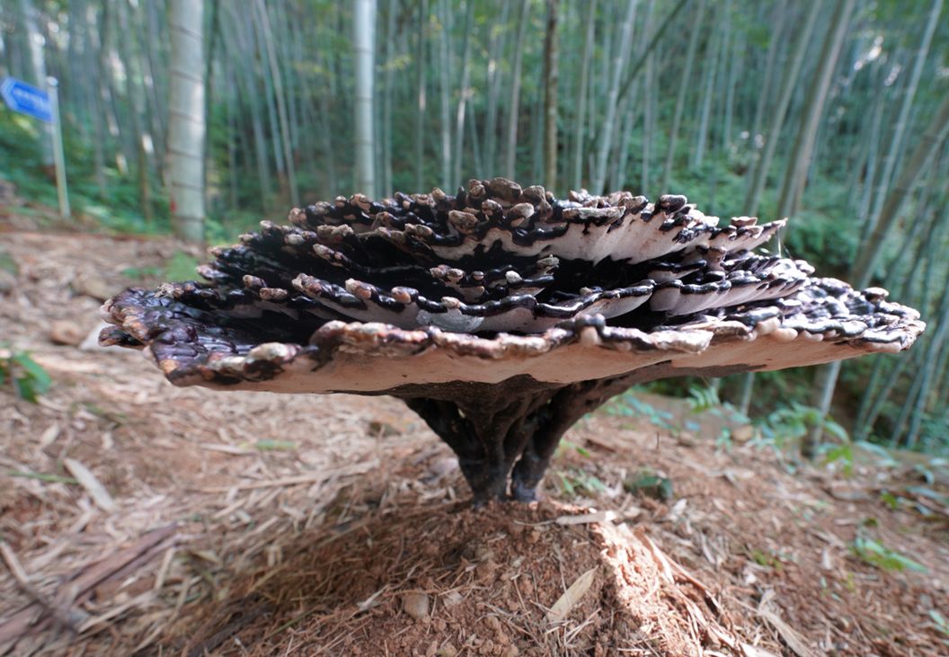 罕见巨型灵芝引发一片惊叹小编带你一睹为快