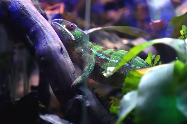 送票喽毕节有个小小动物园你去了吗