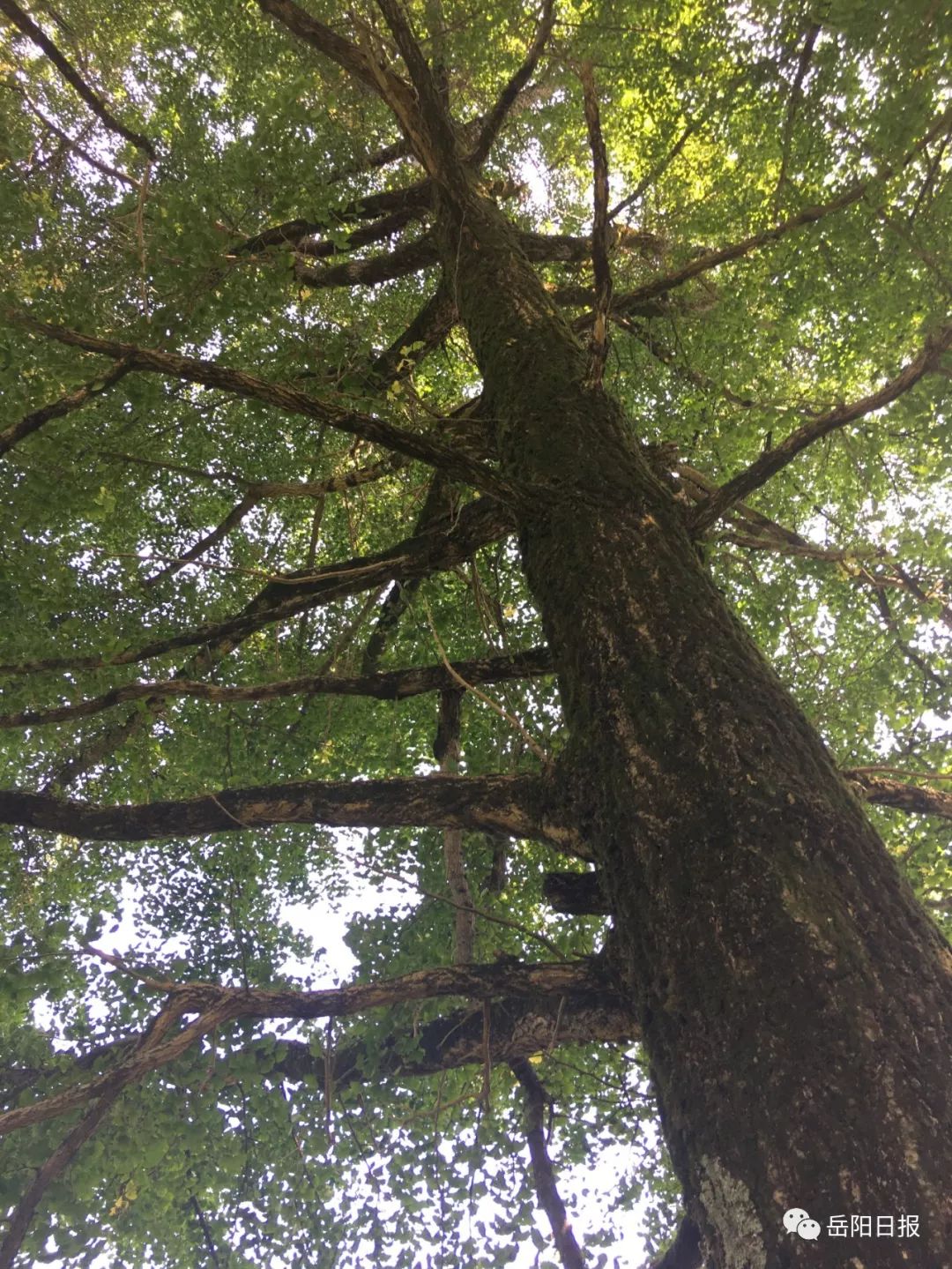 岳阳最高寿的古树2000岁了,你知道它在哪吗?