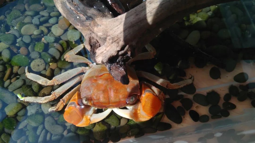 课文《日本平家蟹》中长着一副武士脸的家伙究竟是不是"人工选择"的