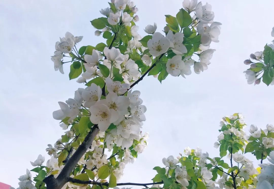 是同学们踏青赏花的好去处慎思楼旁边的林间小道路边的秋千——谷川俊