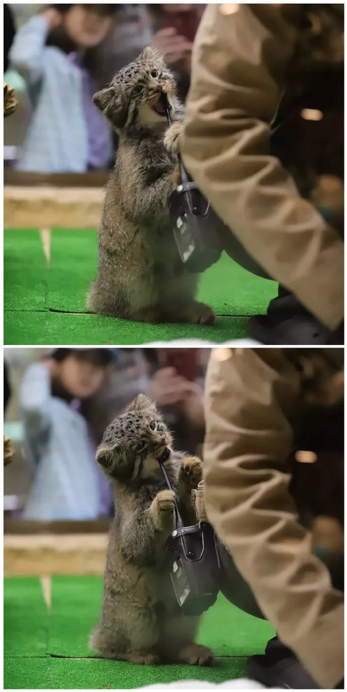 日本动物园新出生的兔狲宝宝戳中了全人类的萌点