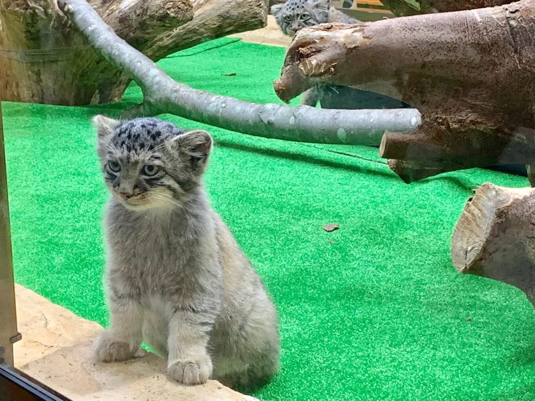 日本動物園新出生的兔猻寶寶戳中了全人類的萌點