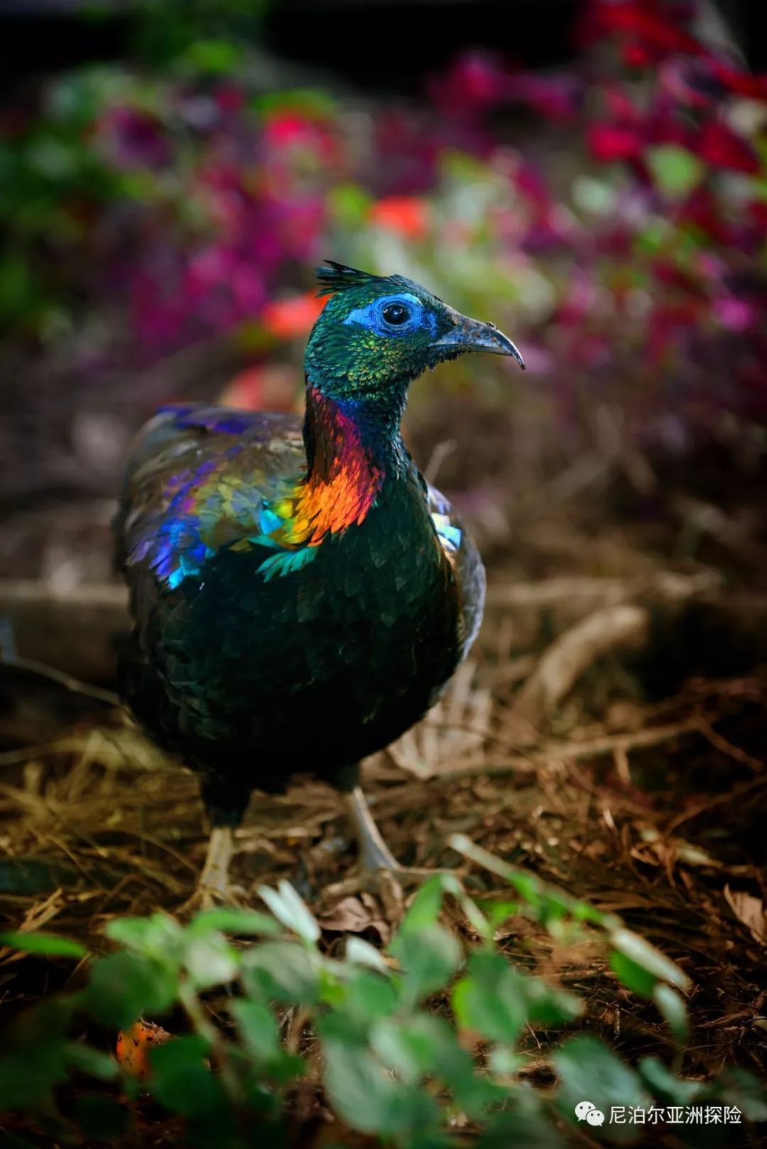 占全球鸟类总数的9尼泊尔一个神奇的观鸟胜地