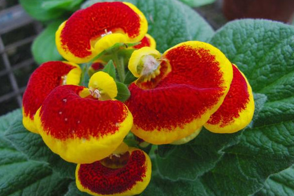 在家养棵外形好看颜色动人的荷包花