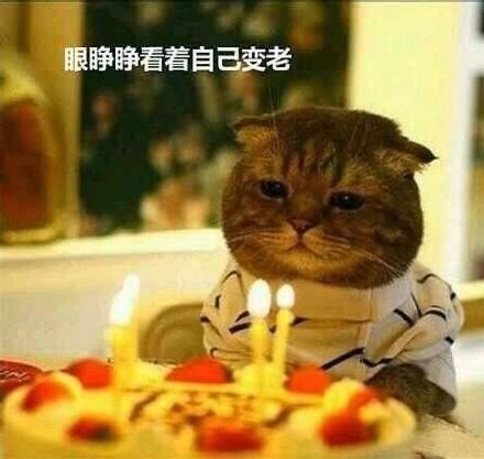 祝自己生日搞笑表情包图片