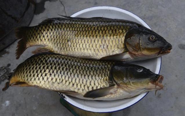 鲤鱼,它曾经和松江鲈鱼兴凯湖翘嘴鲌鱼,松花江桂鱼并列为中国四大名鱼