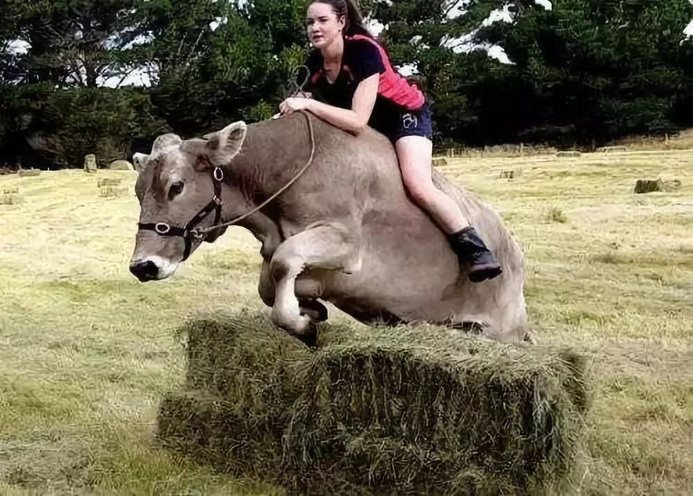 游客来到这里的却并不是因为这些,而是一项特殊的体验项目——抱牛