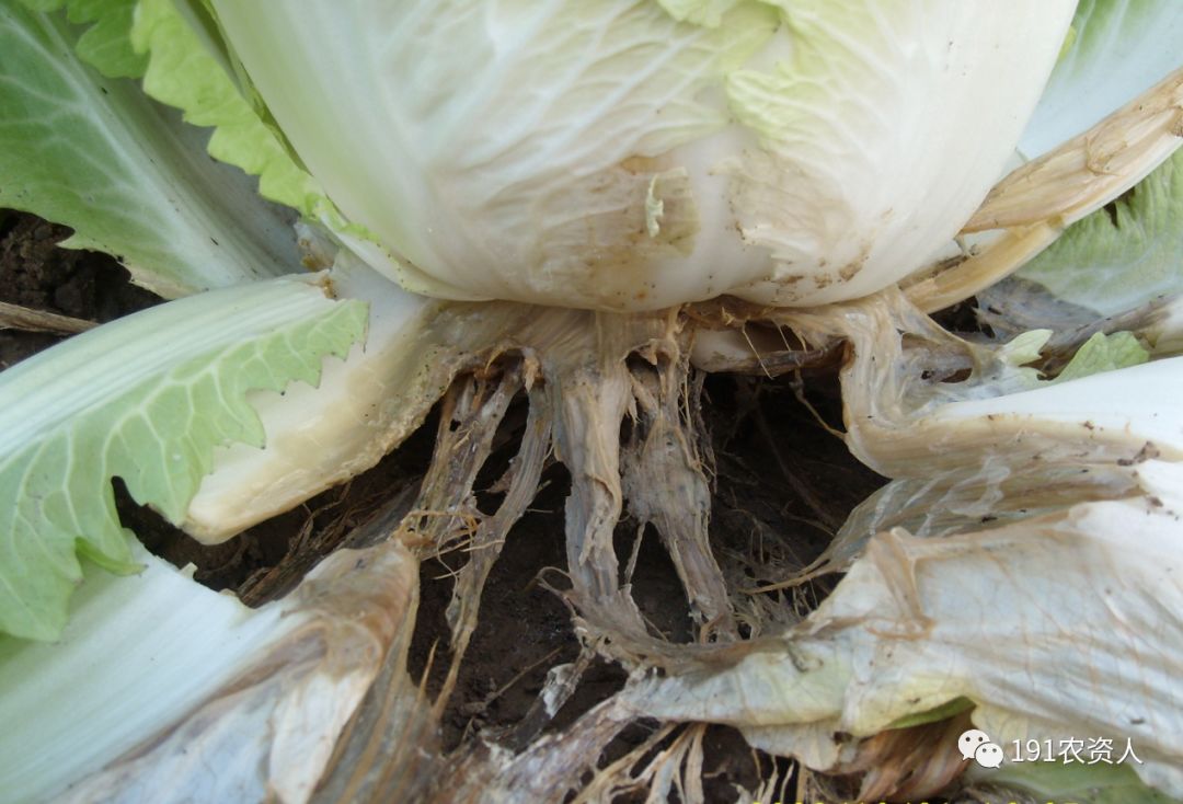 白菜软腐病防治歌