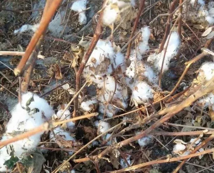 原创持续降雨降温机采棉花如何催熟脱叶