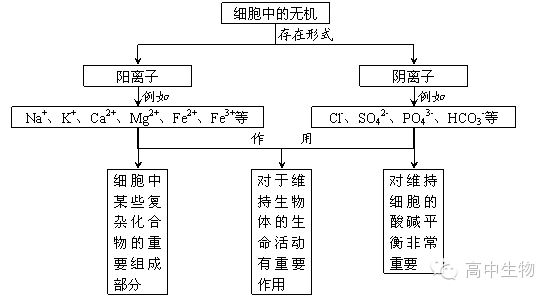 高爾基體,核糖體,中心體,溶酶體,液泡,細胞質基質,細胞質,細胞核,生物