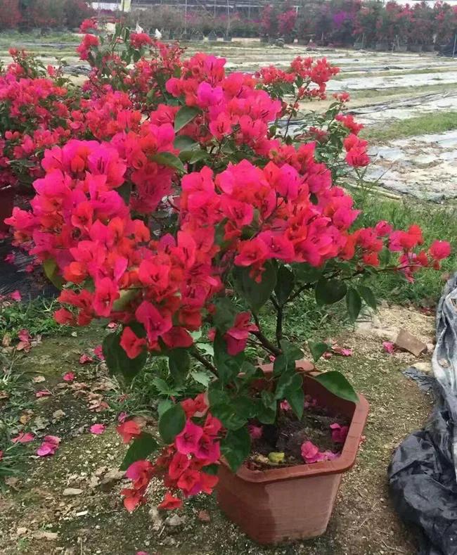 三角梅名贵品种大全培育这些一定错不了