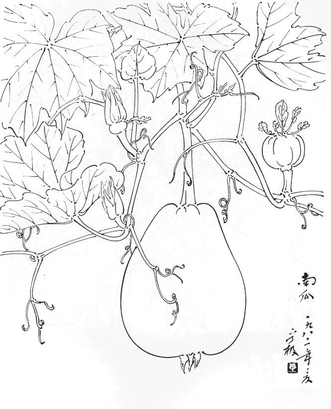 分享值得好好观摩的30幅蔬菜水果白描稿请收藏