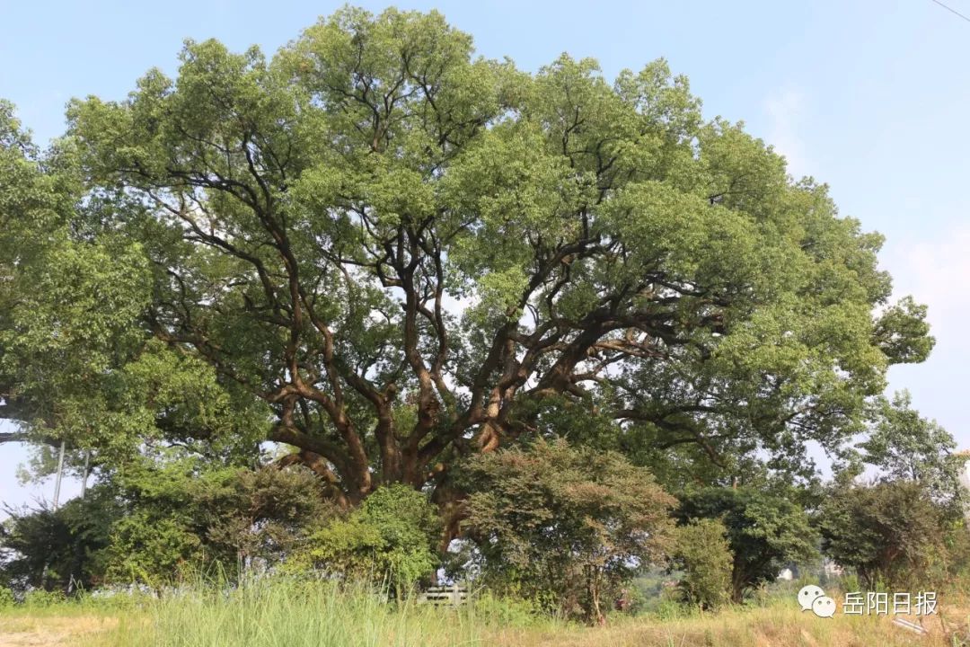 岳阳最高寿的古树2000岁了,你知道它在哪吗?