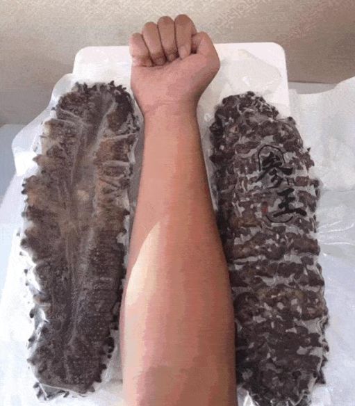 霸气出场德州惊现比小臂还长的超大海参快来围观