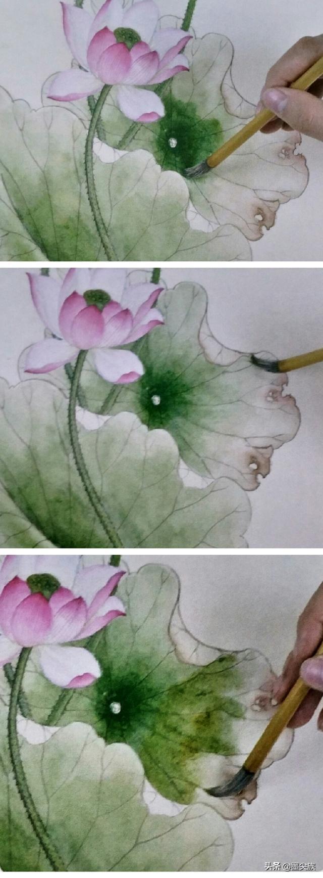 一幅完整的工笔荷花作品详细画法及染色步骤