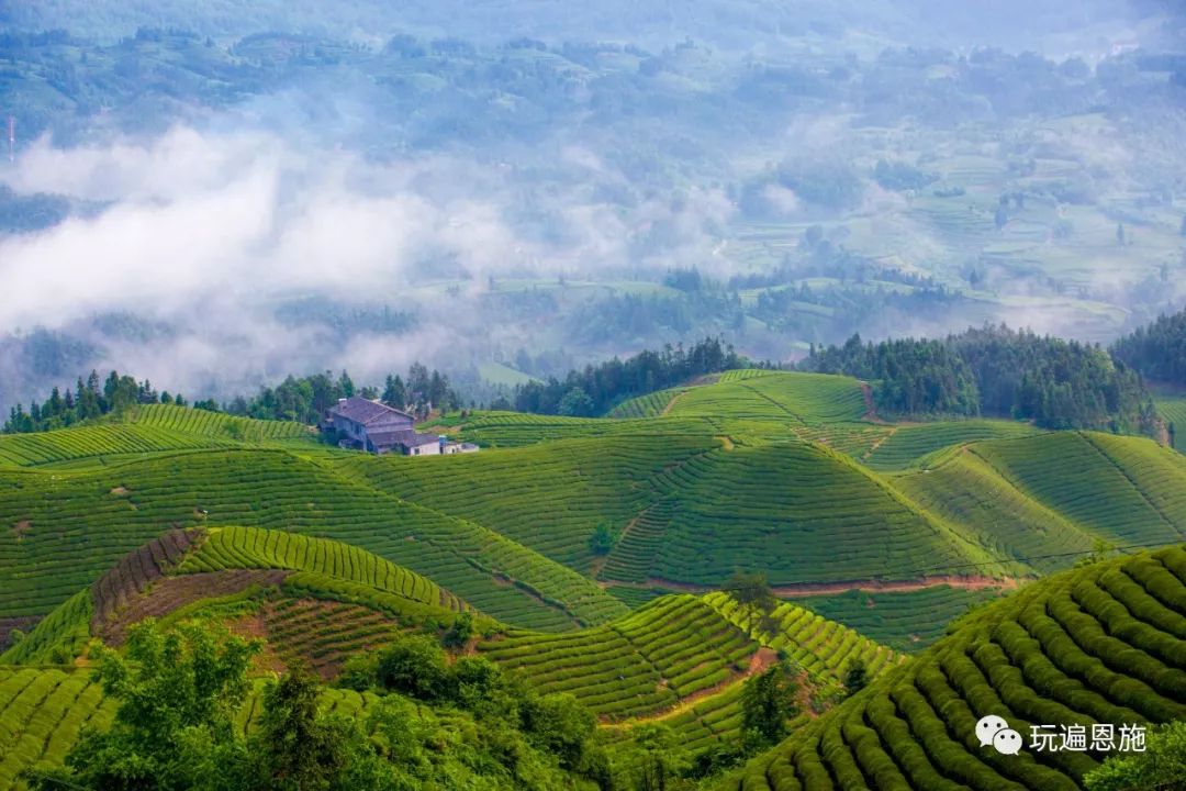 萬里茶道木耳山,巍巍群峰滿眼綠_茶園