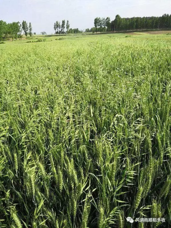 近五六年以来,雀麦大爆发,一定要加强防治(附防治策略)!