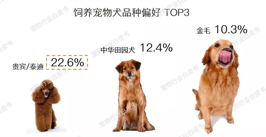 中國城鎮寵物犬的平均年齡是多大答案在這裡