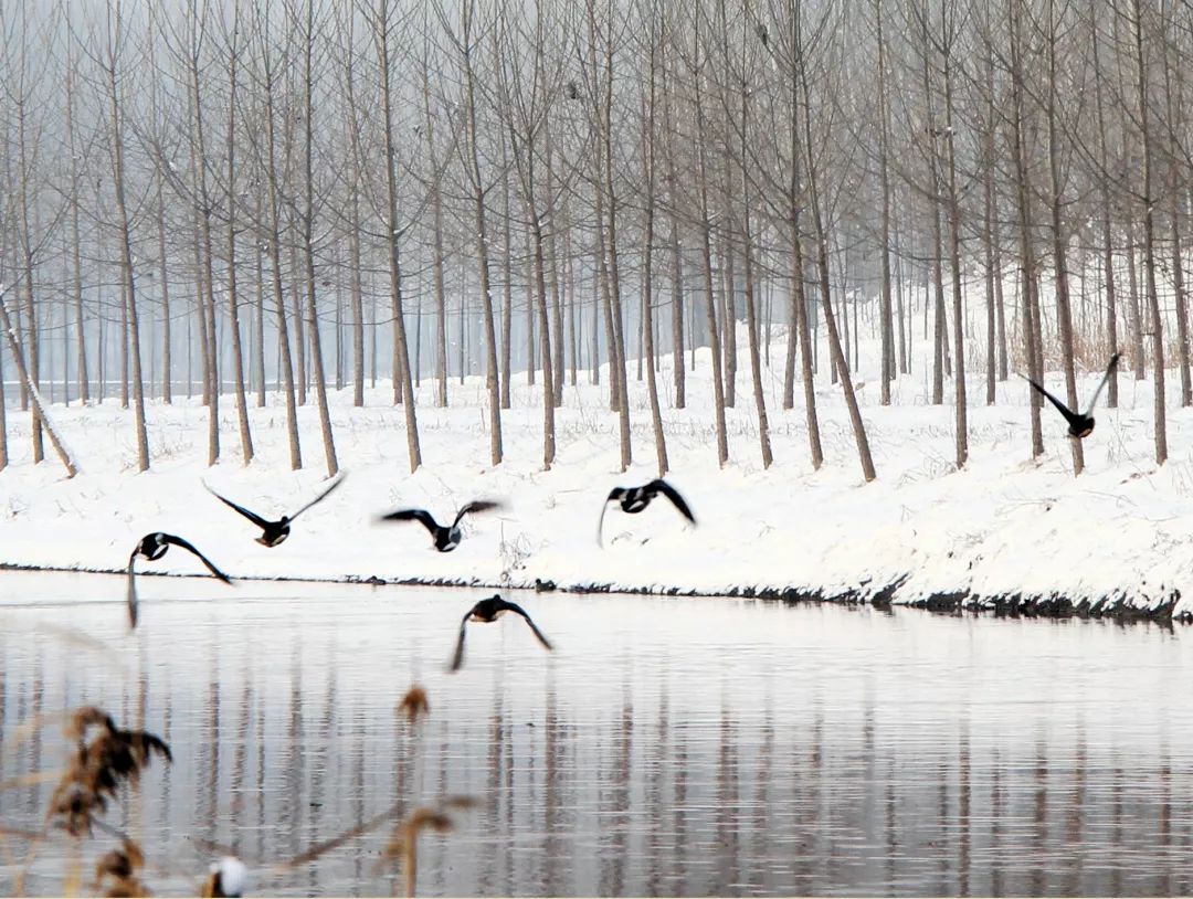 内黄变幻的四季多彩的卫河