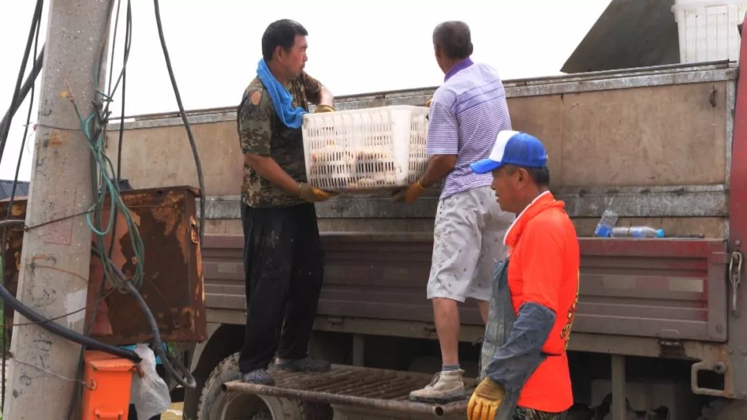 开了二十年的静海花园为啥越开越火?