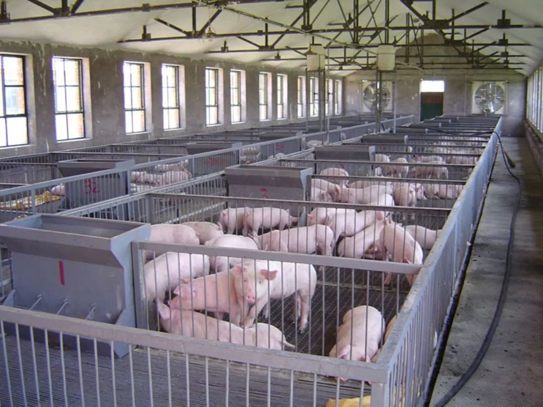 通知指出,各地要严格落实《中华人民共和国畜牧法》《畜禽规模养殖