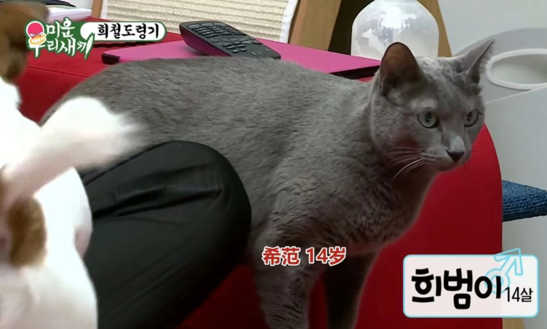 希澈有一只猫叫做"韩j希范",其中这个"范"指的就是金起范.