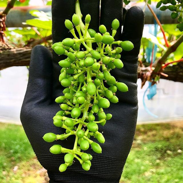 日本葡萄的标准穗型从何而来?30张疏果图片告诉你答案