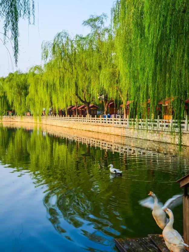 济南伴泉而生的市树杨柳