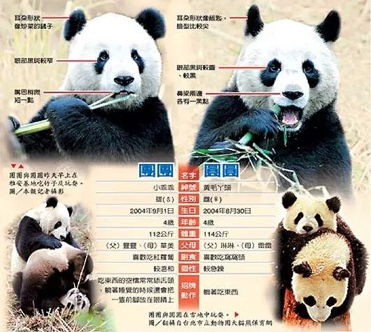 赠台大熊猫团团圆圆迎来15岁生日当年赴台如何一波三折