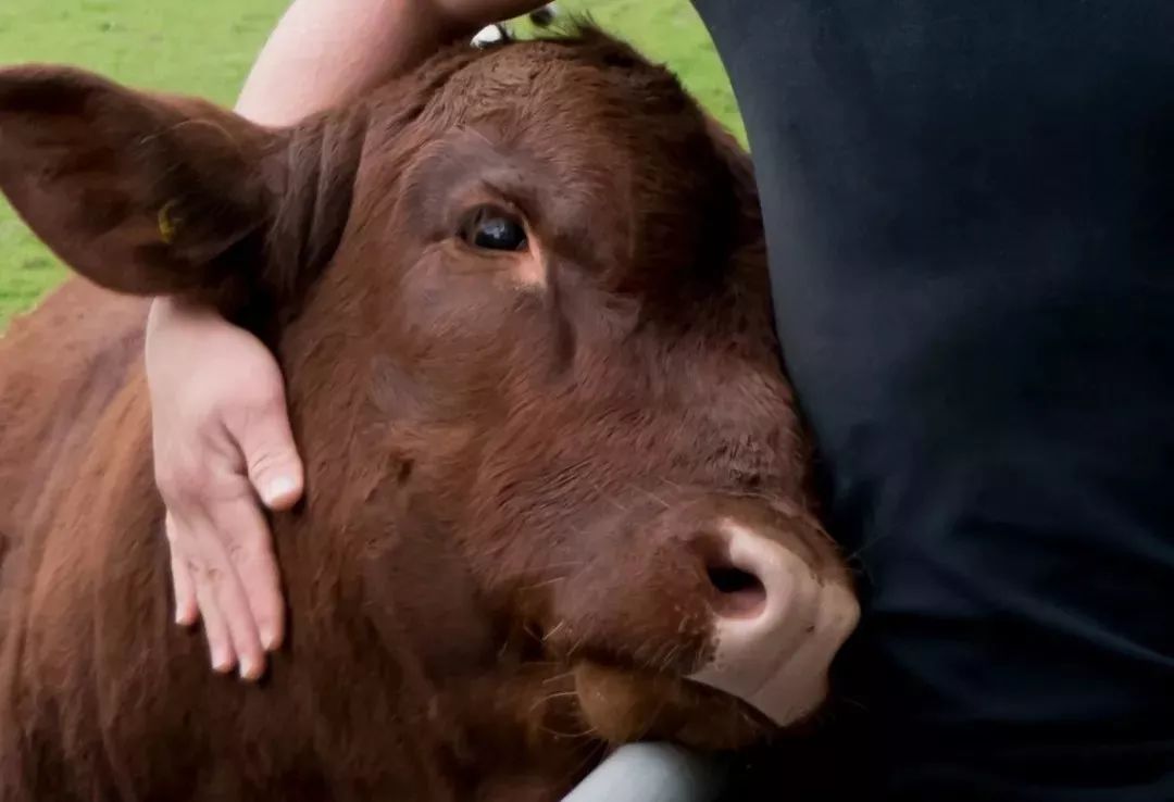 抱牛可以减压美国这家农庄因抱牛体验项目火了