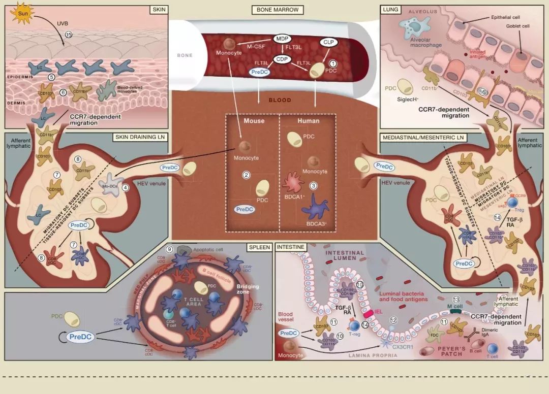 dc細胞在人體免疫機制中跨器官的運作.
