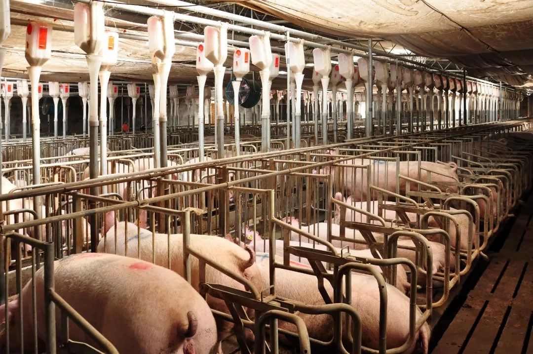 温暖快报 | 国人猪肉自主的浙商方案——华腾牧业"新型一体化养殖"
