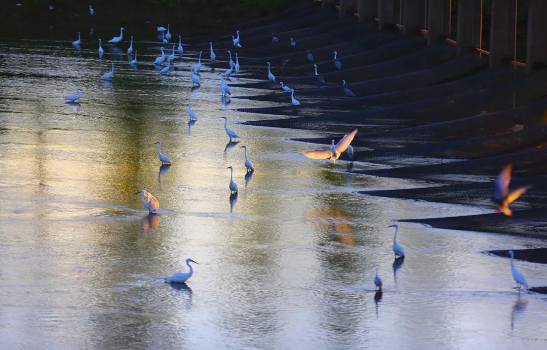 直播预告中国枞阳农民丰收节暨第三届白荡湖大闸蟹开捕仪式