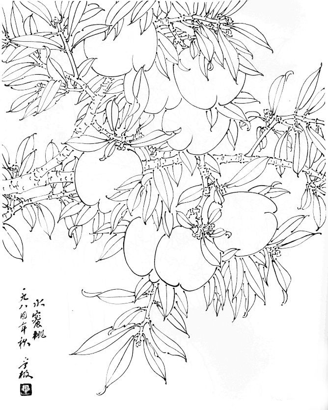 分享值得好好观摩的30幅蔬菜水果白描稿请收藏