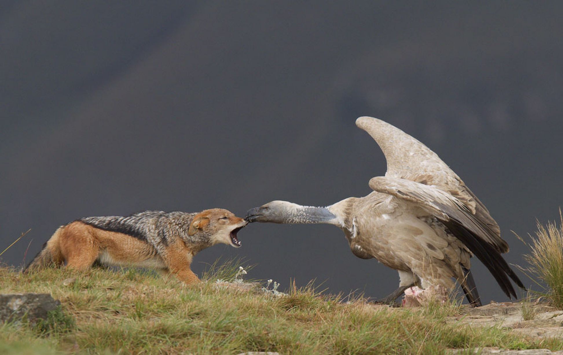 镜头下大自然的步步危机