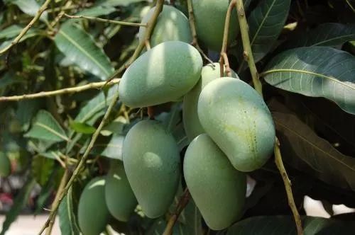 这个药,一季喷二遍,产量可翻一番!_表芸