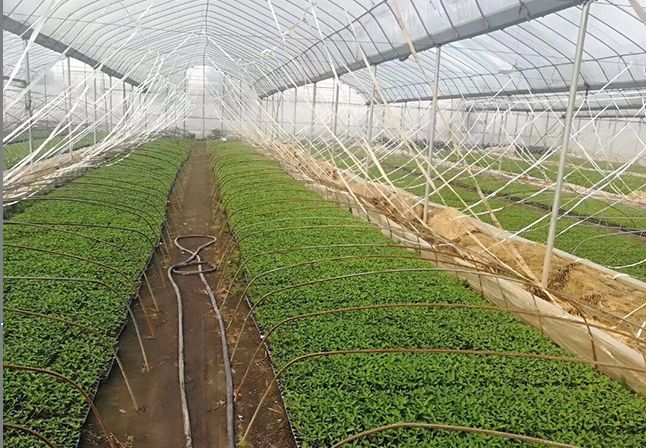 辣椒育苗中的关键技术点学到就是赚到