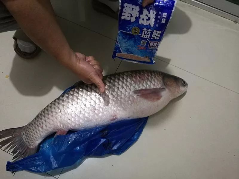 钓友原创野战蓝鲫擒大草